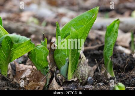 Eastern Skunk Cabbage emergente a Springtime Foto Stock