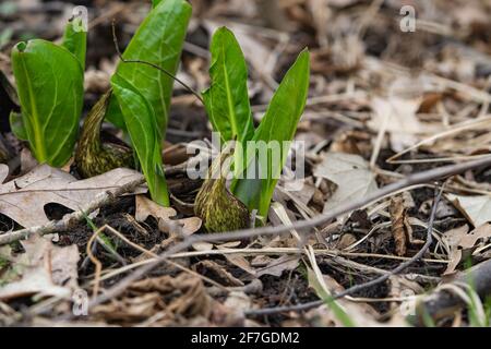 Eastern Skunk Cabbage emergente a Springtime Foto Stock