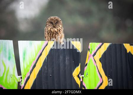 Carino gufo di ural, strix uralensis, con soffice piumaggio poggiato sul muro dei graffiti in una città Foto Stock