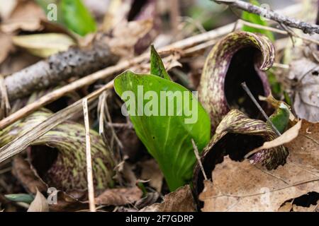 Eastern Skunk Cabbage emergente a Springtime Foto Stock