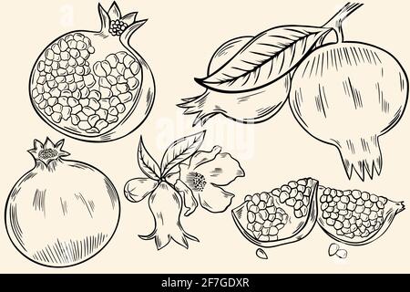 Schizzo di un melograno. Un set di frutta intera, metà di frutta con frutti di bosco. Ramo con frutta e fiori. Disegno vettoriale a mano libera. Linee nere. Illustrazione Vettoriale