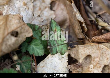 Il giglio giallo della trota esce in primavera Foto Stock