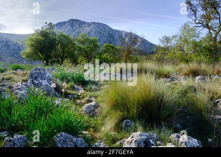 Sentiero escursionistico la Cuna sopra il passo Zafarraya tra Andalucía e Granada, Spagna, Europa Foto Stock