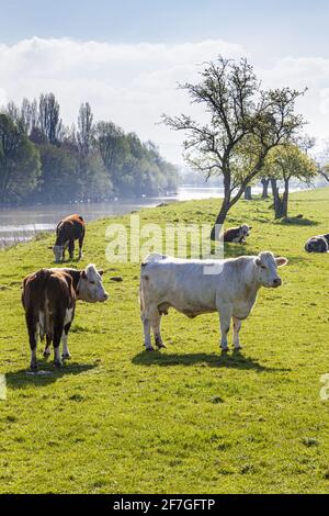 Bestiame che pascolano pacificamente accanto al fiume Severn a Elmore Back, Gloucestershire UK Foto Stock