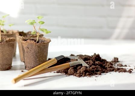 Giovani piantine di fiori di geranio in vasi di torba. Il concetto di piante crescenti a casa. Foto Stock