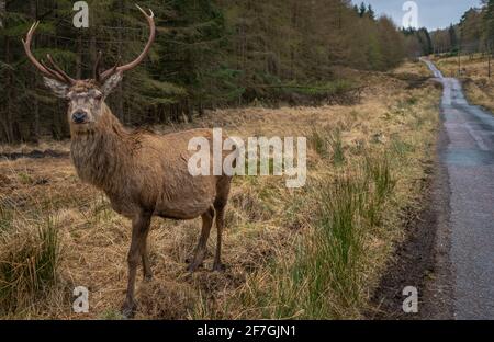 Cervi rossi selvatici (Cervus elaphus) Stag a Glencoe, Scozia, durante l'inverno, pascolando sull'erba accanto a una strada di campagna. Foto Stock