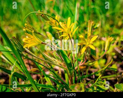 La Stella gialla di Betlemme (Gagea lutea) - primo piano vista di bellissimi fiori in erba - Messa a fuoco selettiva Foto Stock