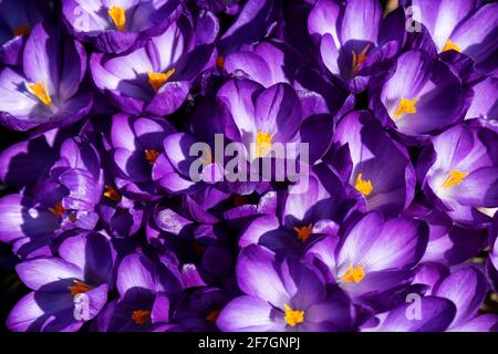 Nuova crescita primaverile: Closeup di crocus viola in giardino residenziale Foto Stock