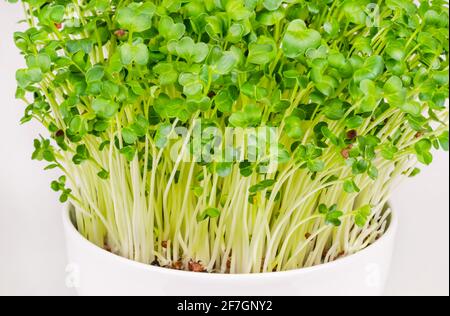 Piatto di daikon, micrograni in una ciotola bianca. Fresco e pronto a mangiare, rapano giapponese germogliato. Germogli verdi, piantine, piante giovani e foglie. Foto Stock