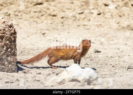 Slinger Mongoose (Galerella sanguinea,) aka Black-Tipped Mongoose o Black Tailed Mongoose , Kalahari, Capo del Nord, Sud Africa Foto Stock