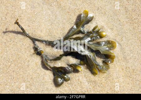 Il rack della vescica (Fucus vesiculosus) È un ampiamente utilizzato nel Nord Atlantico e in Le alghe marrone dei mari del Nord e del Baltico Foto Stock