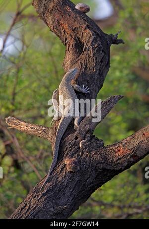 Monitor del Nilo (Varanus niloticus) albero di arrampicata adulto Awash NP, Etiopia Aprile Foto Stock