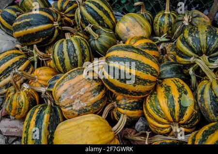 Pila di zucche raccolte durante la stagione Foto Stock