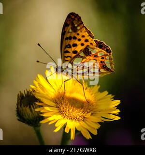 Una bella farfalla in piedi su un fiore giallo Foto Stock