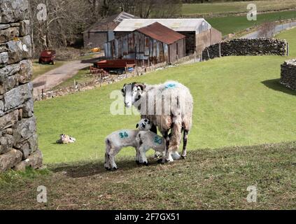 Primavera nello Yorkshire Dales National Park. Una pecora Swalledale e i suoi agnelli pascolano a Muker a Swalledale. Credit: John Bentley/Alamy Live News Foto Stock