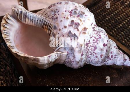 Una conchiglia tromba gigante di Triton, o Charonia tritonis, su sfondo di legno scuro Febbraio 2021 in Ontario, Canada. Foto Stock