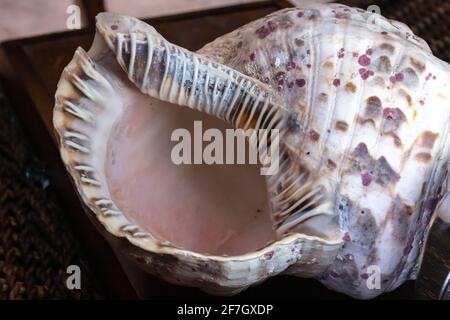 Una conchiglia tromba gigante di Triton, o Charonia tritonis, su sfondo di legno scuro Febbraio 2021 in Ontario, Canada. Foto Stock