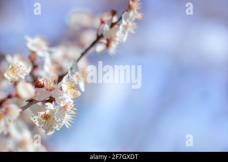 Delicati fiori bianchi sakura su un torso contro un cielo blu. Umore di primavera. Messa a fuoco selettiva. Spazio di copia. Foto Stock