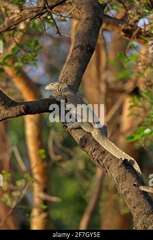 Monitor del Nilo (Varanus niloticus) albero di arrampicata adulto Awash NP, Etiopia Aprile Foto Stock