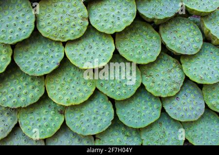 Un seme di loto o noce di loto è il seme di piante del genere Nelumbo, in particolare la specie Nelumbo nucifera. I semi sono utilizzati nella cucina asiatica A. Foto Stock