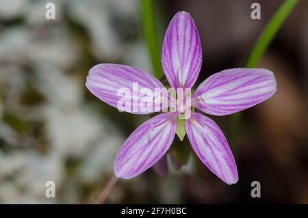 Primavera di bellezza, Claytonia virginica Foto Stock