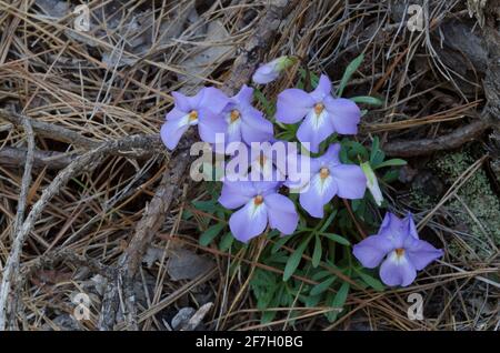 Violetta piede uccello, Viola pedata Foto Stock