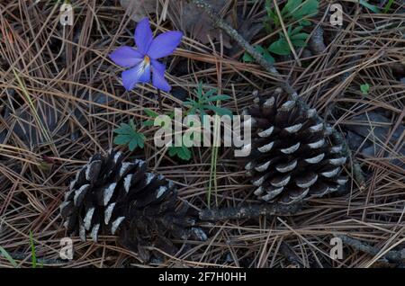 Violetta piede uccello, viola pedata, fioritura vicino a Pino scorciatoia, Pinus echinata, coni Foto Stock