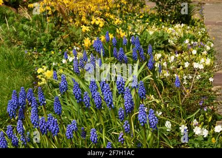 Giacinti comuni di uva 'Muscari botryoides / Hyacinthus botryoides L.' in un bordo primaverile di fiori gialli e bianchi. Somerset.UK Foto Stock