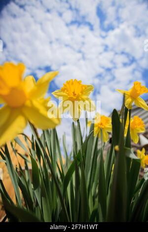 Vista grandangolare verso l'alto dei Daffodils che crescono in cortile presto primavera del 2021 Foto Stock