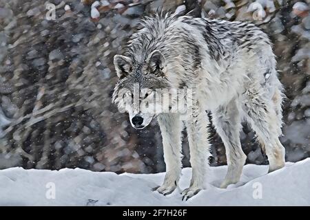 Stati Uniti, Wyoming, Parco Nazionale di Yellowstone. Lupo grigio Lone (Canis Lupus) Arte digitale Foto Stock