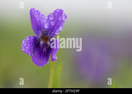 Macro shot di violetto inglese (viola odorata) fiore coperto di gocce di rugiada Foto Stock