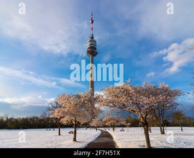 Vienna, Vienna: Fioritura dei ciliegi e neve al parco Donaupark, Donauturm (Torre del Danubio) nel 22. Donaustadt, Vienna, Austria Foto Stock