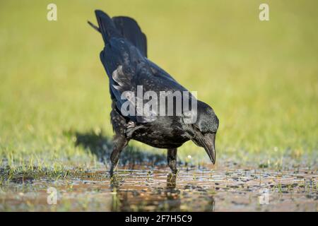 Crow che beve da una pozza d'acqua congelata, primo piano in Scozia in inverno Foto Stock