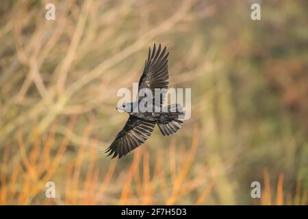 Corvo, volando di fronte ad alcuni alberi, primo piano, in Scozia in inverno Foto Stock