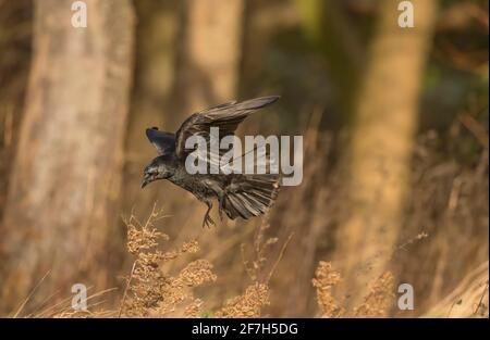 Corvo, volando di fronte ad alcuni alberi, primo piano, in Scozia in inverno Foto Stock