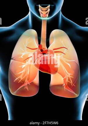 Respiro corto, difficoltà di respirazione, dispnea acuta e cronica. Sintomi e diagnosi. Polmoni, trachea e cuore. Polmonite. Anatomia umana Foto Stock