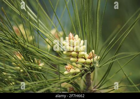 Allergene dalla natura, gemme immature di frutti a cono pieni di polline sui rami di pineta verde Foto Stock