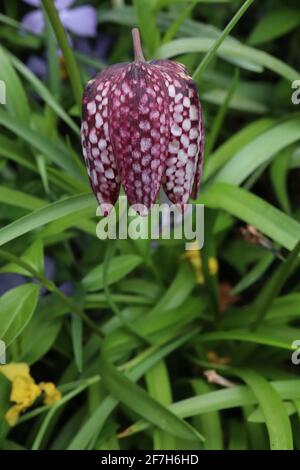 Fritillaria meleagris il capo di Snake fritillary – fiori pendenti a forma di campana bianca e viola a scacchi, aprile, Inghilterra, Regno Unito Foto Stock