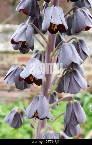 Fritillaria persica ‘Twin Towers Tribute’ Giglio persiano – fiori neri a forma di campana viola profondo su steli alti spessi, aprile, Inghilterra, Regno Unito Foto Stock