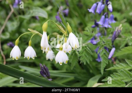 Leucojum aestivum Snowflake estivo – fiore bianco a forma di campana con marcatura verde sulle punte dei petali, aprile, Inghilterra, Regno Unito Foto Stock