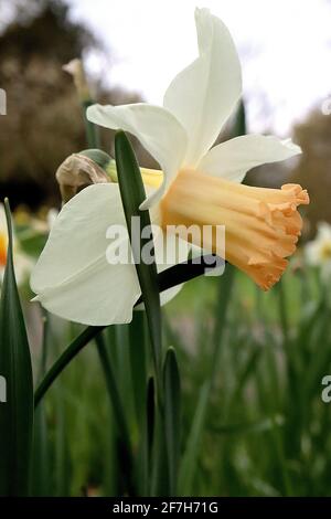 Narcissus / Daffodil ‘Seta Rosa’ Divisione 1 Tromba Daffodils petali bianchi e tromba rosa albicocca pallida, aprile, Inghilterra, Regno Unito Foto Stock