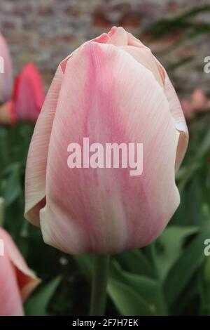 Tulipa ‘Apricot Pride’ Darwin Hybrid 4 Apricot Pride tulip – fiori rosa con bordi morbidi di albicocca e fiamma centrale di albicocca, aprile, Inghilterra, Regno Unito Foto Stock