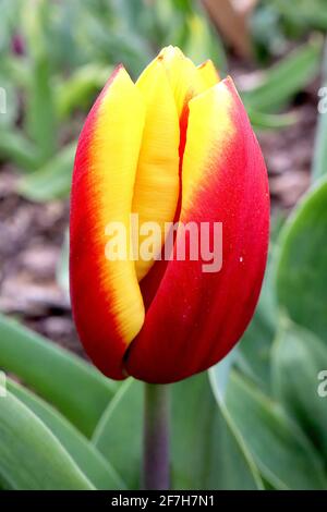 Tulipa ‘Reputation’ Triumph tulip 3 Reputation tulip – fiori rossi profondi, ampi bordi gialli, gambo viola, aprile, Inghilterra, REGNO UNITO Foto Stock