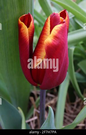 Tulipa ‘Abu Hassan’ Triumph tulip 3 Abu Hassan tulip – fiori rossi di marone, bordi gialli arancioni, gambo viola, aprile, Inghilterra, REGNO UNITO Foto Stock