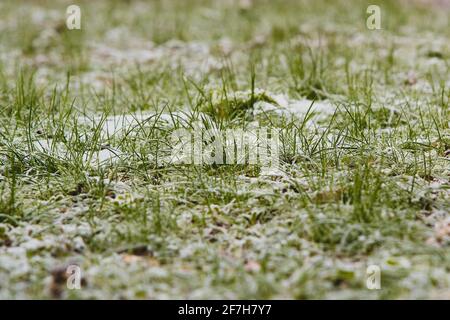 Una vista di rana di erba verde con macchie di neve e gelo in mezzo. Vista bassa di un'erba innevata. Forare l'erba attraverso un sottile strato di neve. Foto Stock