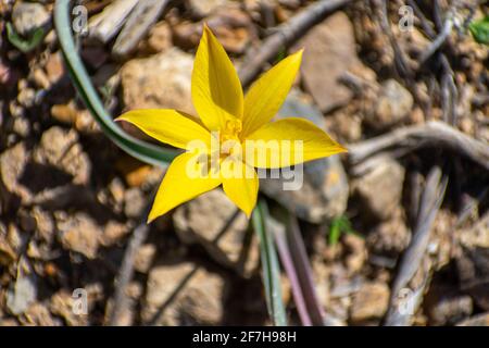Primo piano verticale di Wild Tulip (Tulipa Sylvestris) Foto Stock