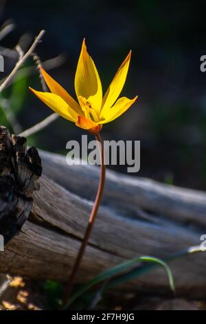 Primo piano verticale di Wild Tulip (Tulipa Sylvestris) Foto Stock