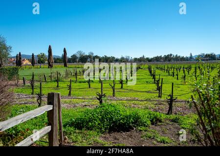 St Helena, Stati Uniti. 06 febbraio 2021. Fotografia di un'area viticola con viti già potate presso la V. Sattui Winery a St Helena, California, 6 febbraio 2021. (Foto di Smith Collection/Gado/Sipa USA) Credit: Sipa USA/Alamy Live News Foto Stock