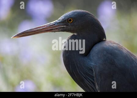 Piano chiuso della testa della barriera corallina del pacifico-egret a Bali. Foto Stock