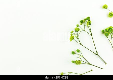 Rami floreali asciutti, composizione fiori secchi verdi, sfondo floreale primaverile, con spazio per la copia Foto Stock